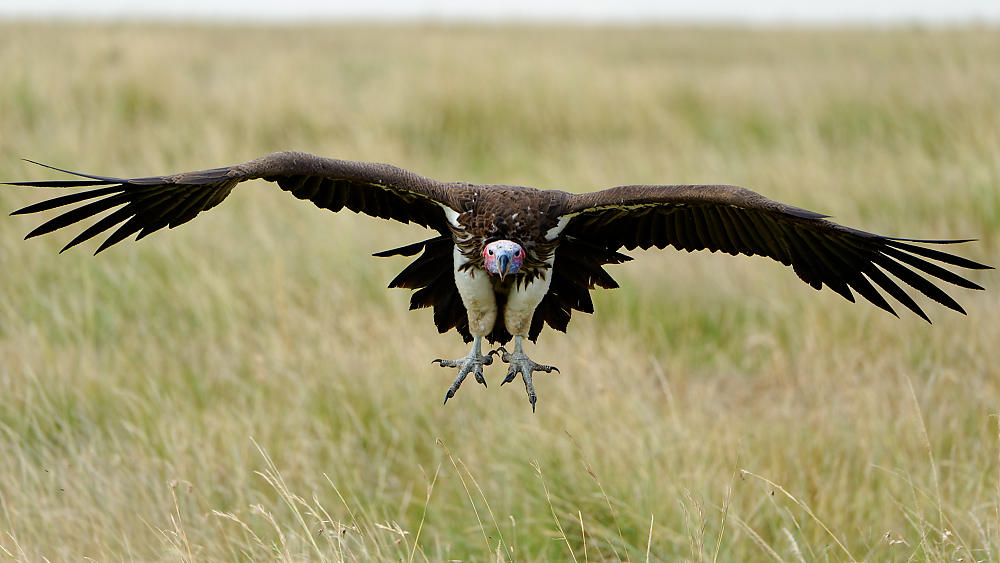 Geier_Anflug.jpg