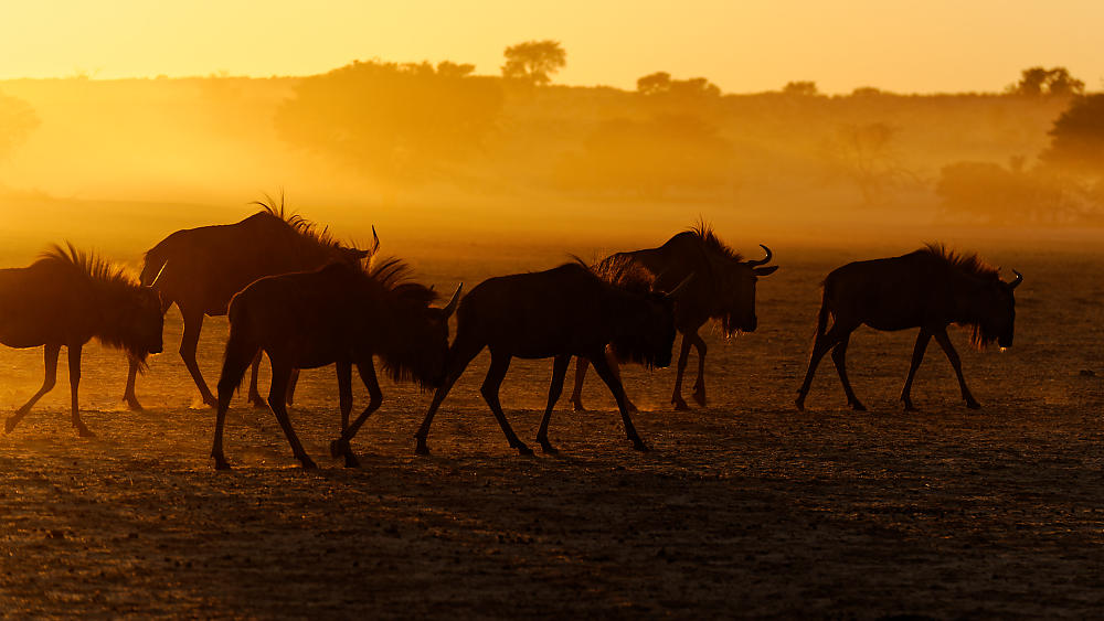Gnus_Kalahari.jpg