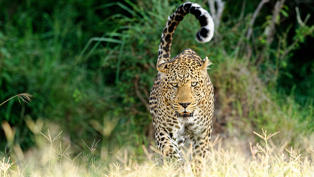 Leopard_Masai-Mara_2019.jpg