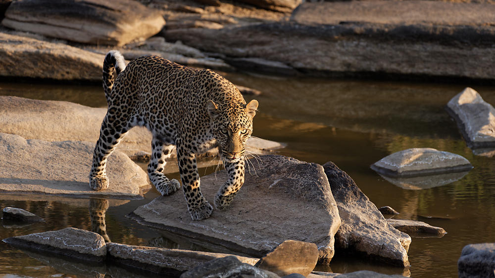 Leopardin_Kaboso.jpg