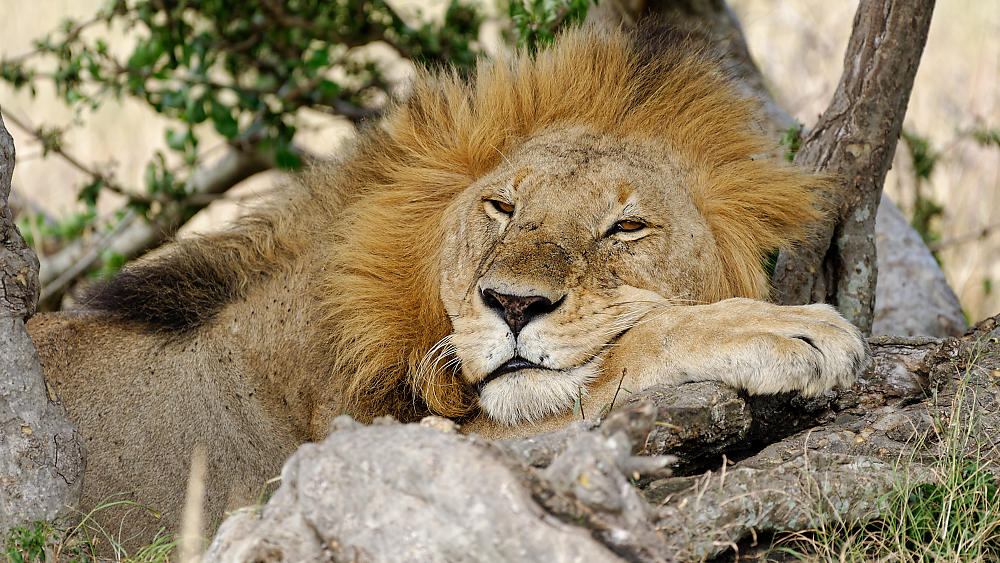 Loewe_relaxed.jpg