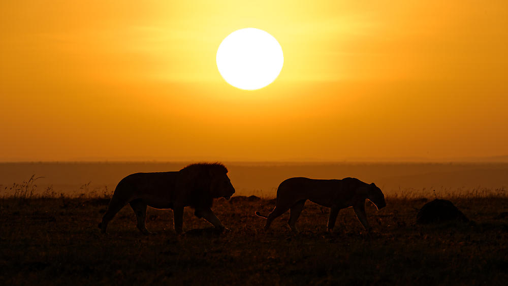 Loewen_Sonnenaufgang.jpg