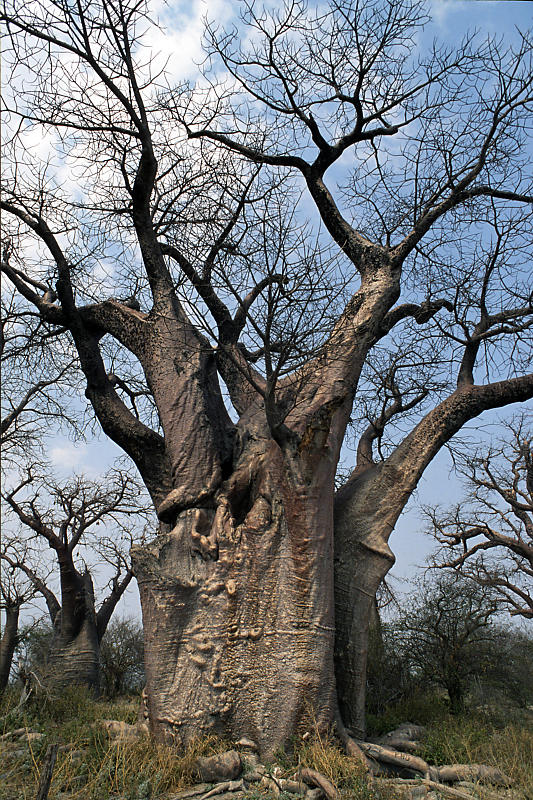 Baines Baobab Baines Baobab