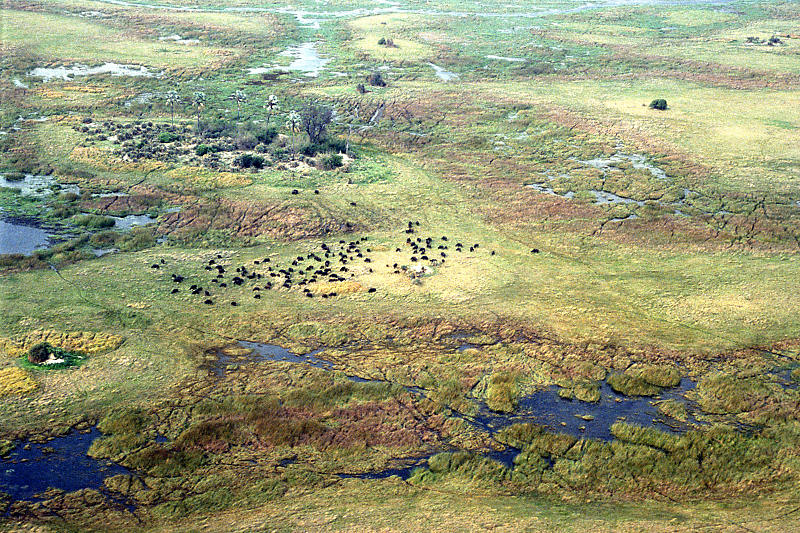 Das Okavango-Delta ist einfach nur Traumhaft! Das Okavango-Delta ist einfach nur Traumhaft!