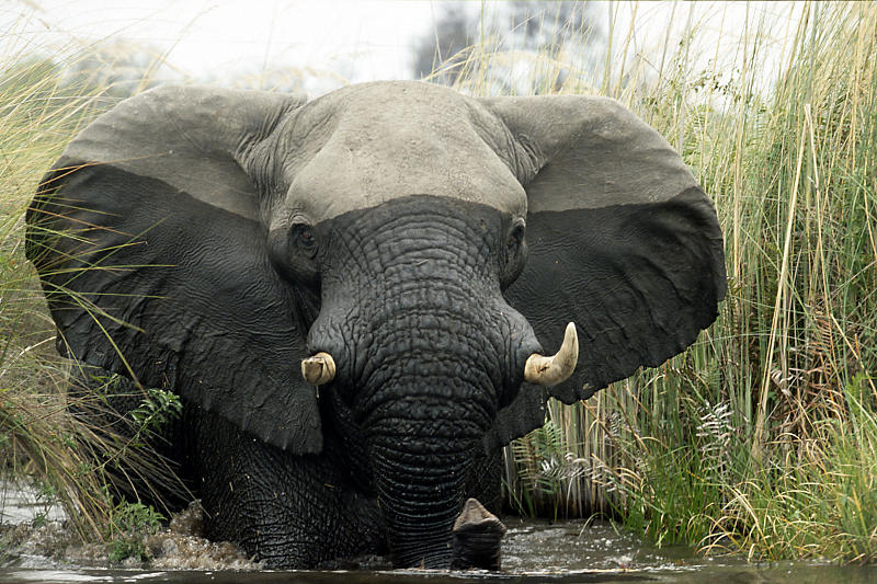 Elefant im Okavango