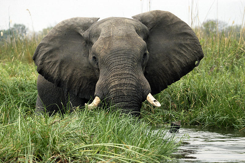 Elefant Elefant