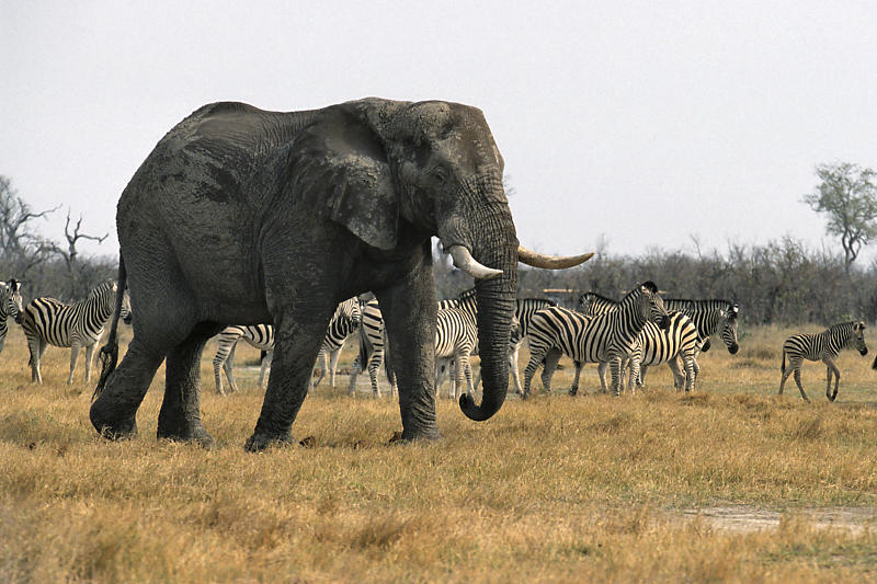 Elefant mit Zebra