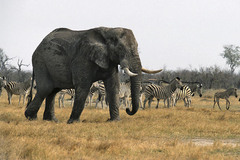 Elefant mit Zebra Elefant mit Zebra