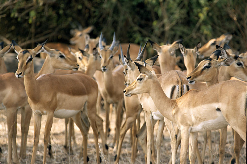 Impalas