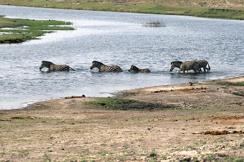 Zebras