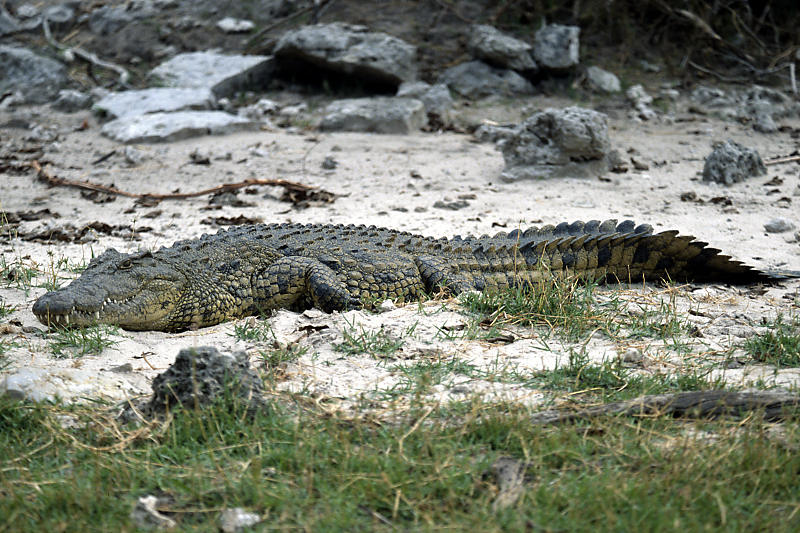 Grosse Krokodile sind keine Seltenheit