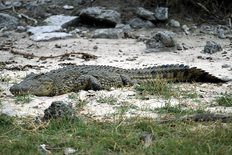 Grosse Krokodile sind keine Seltenheit Grosse Krokodile sind keine Seltenheit