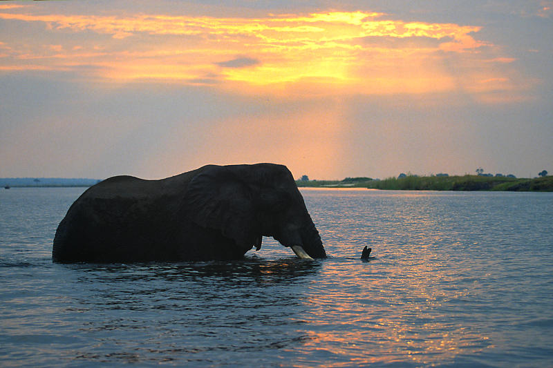 Elefant durchquert den Chope-River. Elefant durchquert den Chope-River.