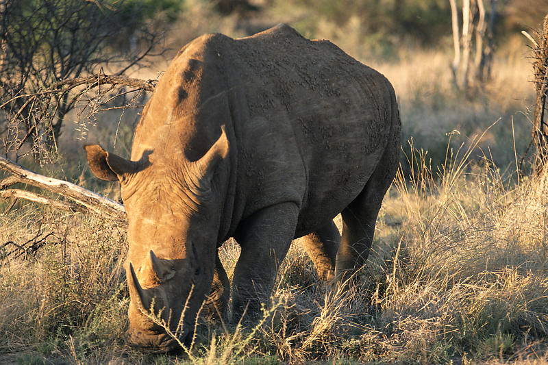 Nashorn Nashorn