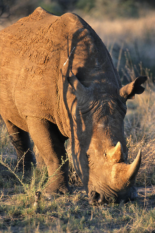 Nashorn Nashorn
