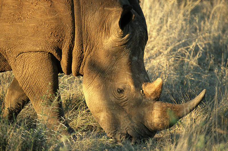 Nashorn Nashorn