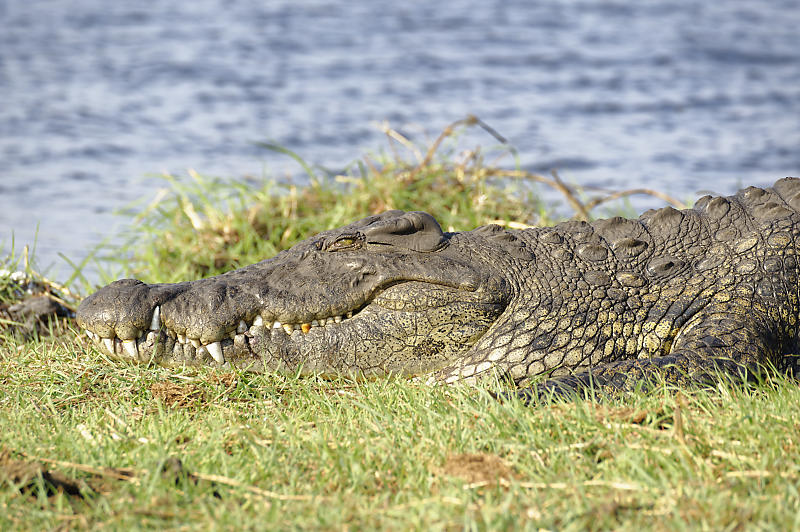 mächtiges Krokodil