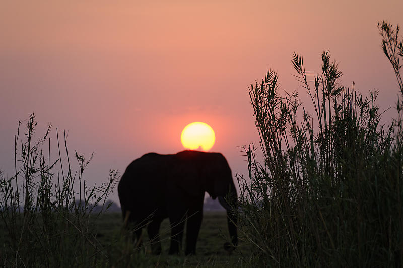 Sonnenuntergang am Chobe-River