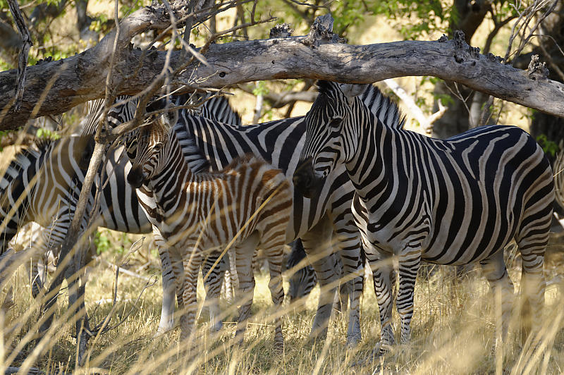 Zebrafamilie Zebrafamilie