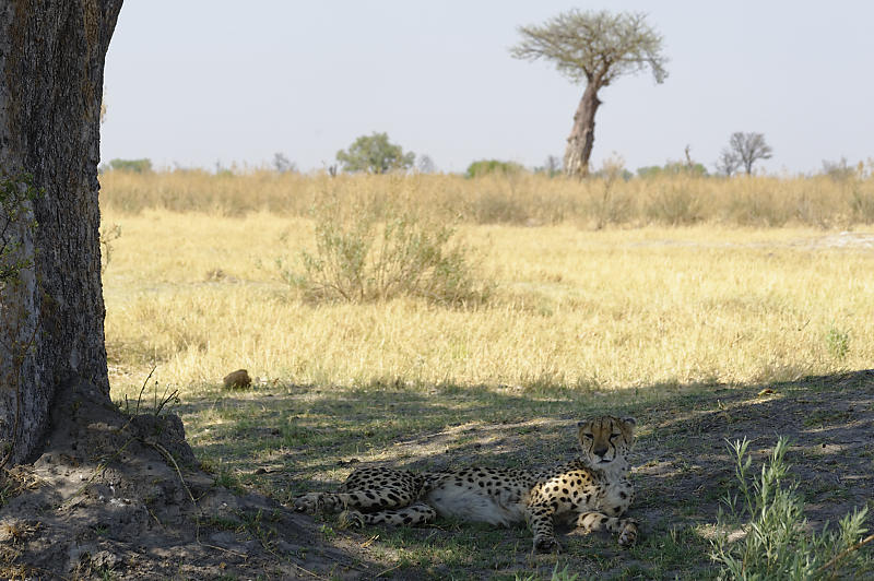 Gepard Gepard