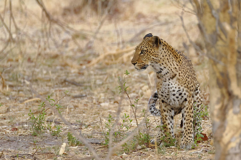 Leopard Leopard