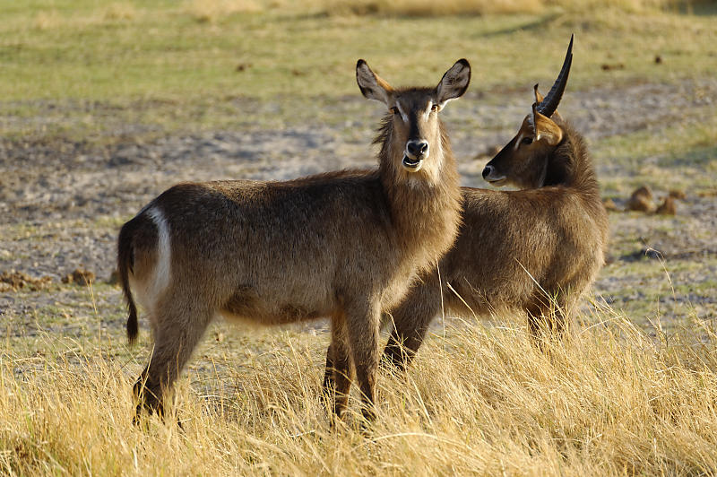 Waterbok Waterbok