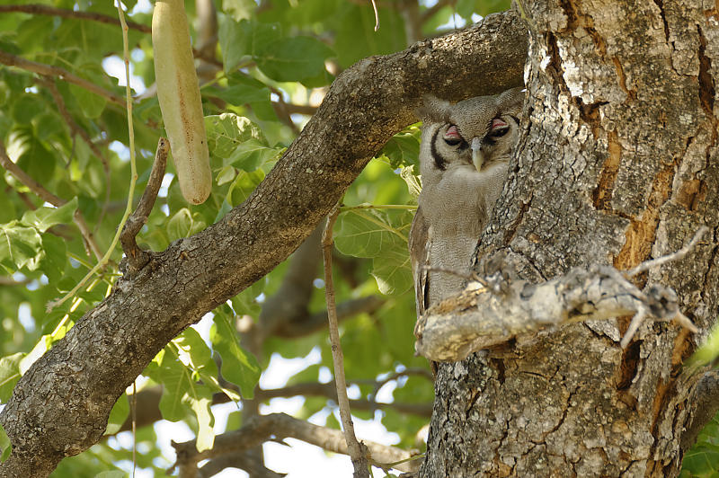 Verreaux's eagle-owl