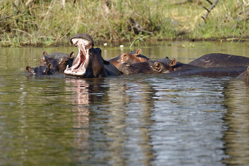 Hippos