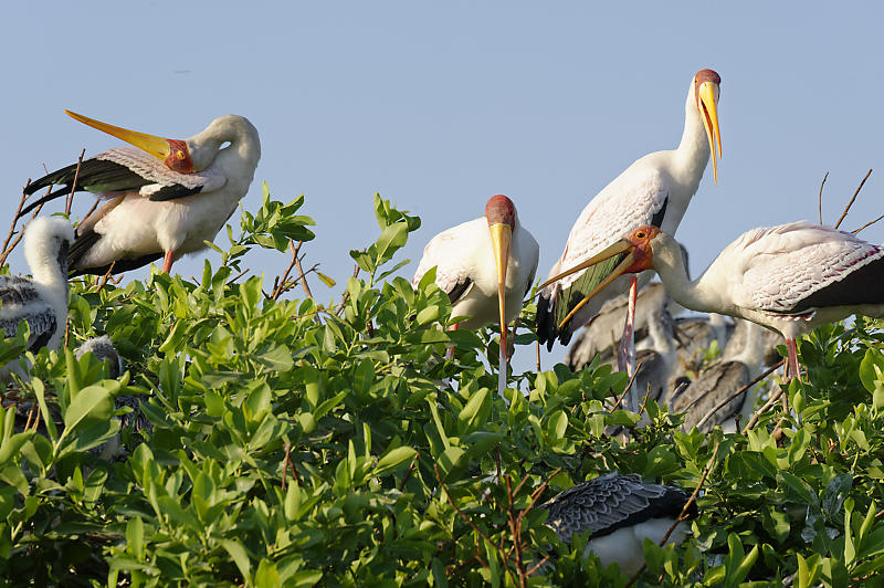 Vogelinsel Vogelinsel
