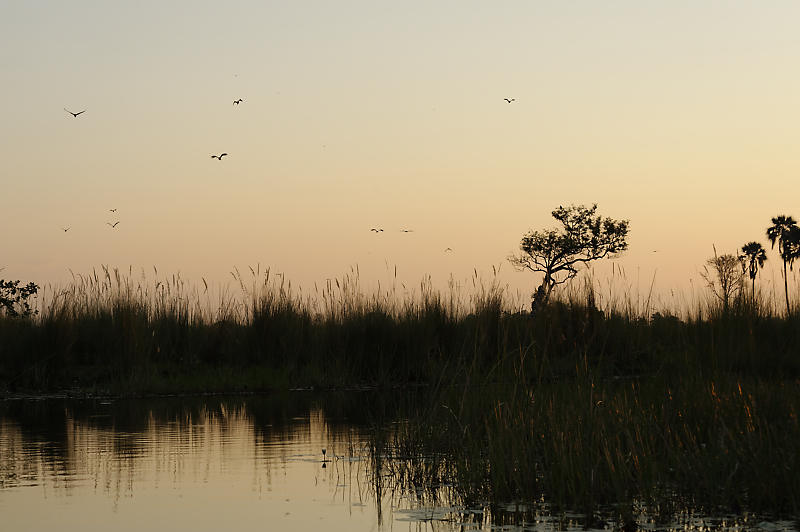 Vögel im Sonnenuntergang