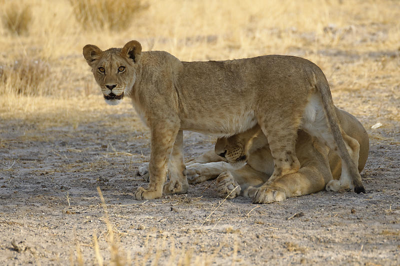 Löwen in der Kalahari Löwen in der Kalahari