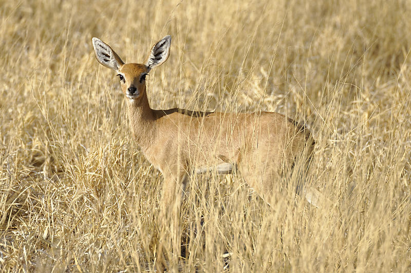 Steenbok Steenbok