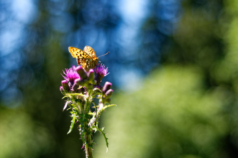 Schmetterling im Hochmoor Schmetterling im Hochmoor