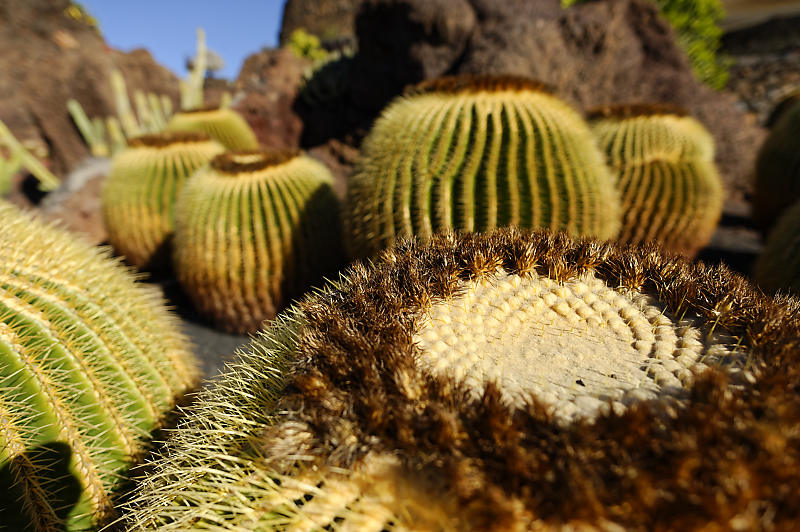 Jardin de Cactus Jardin de Cactus