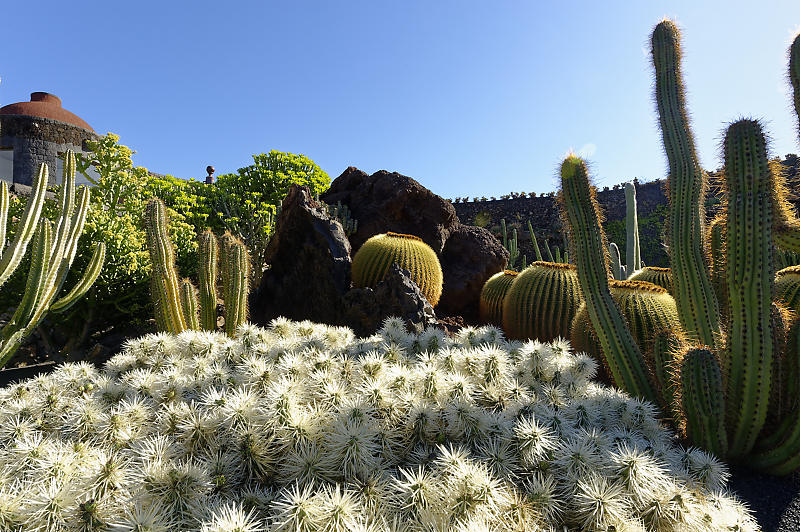 Jardin de Cactus Jardin de Cactus