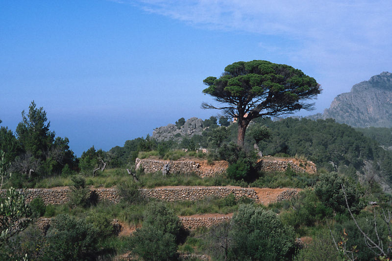 Baum mit Aussicht Baum mit Aussicht