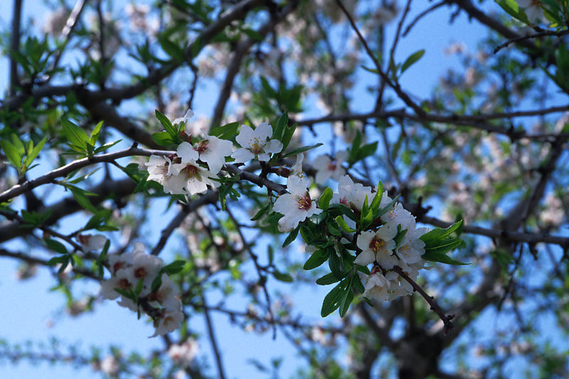 Mandelblüten