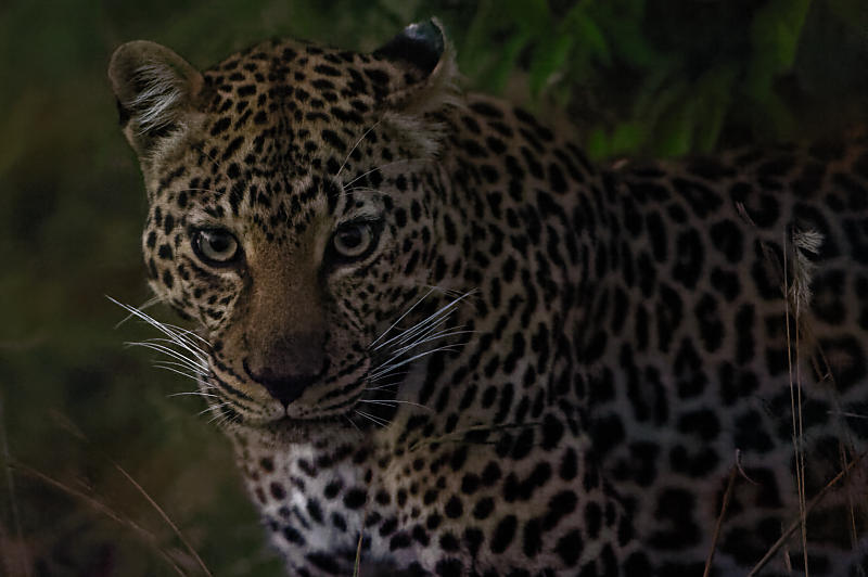 Leopard