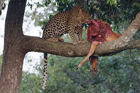 Die Leopardin hat den Riss in Sicherheit gebracht.