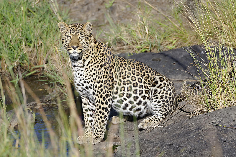 Die Leoparden-Dame ist ganz schön voll gefressen.