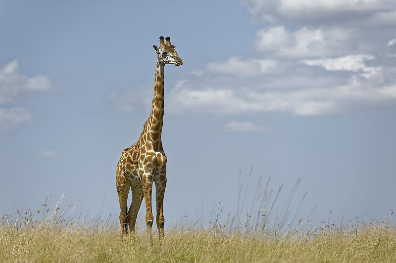 Giraffe im Mittagslicht.