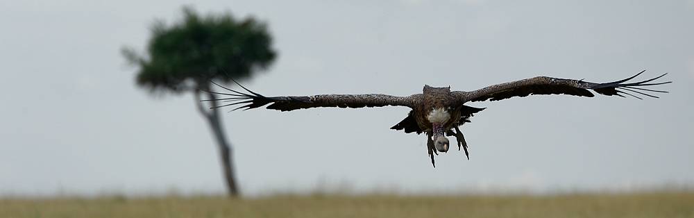 Geier im Anflug.