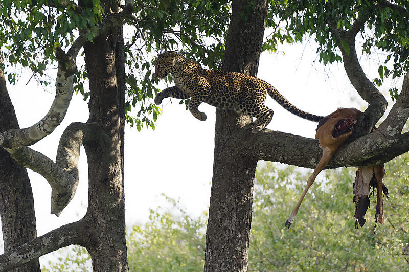 Der junge Leopard auf dem Sprung...