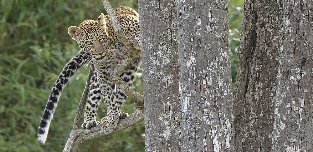 Junger Leopard beim Klettern.