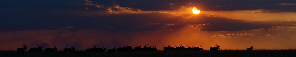 Sonnenuntergang mit Eland-Antilopen.