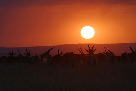 Eland-Antilopen sind sehr scheu, wir hatten Glück ihnen so nahe zu kommen.