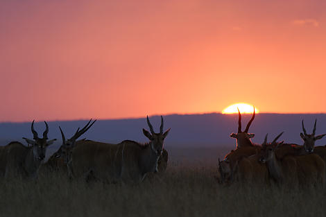 Vielleicht hat die Herde den Sonnenuntergang auch genossen.