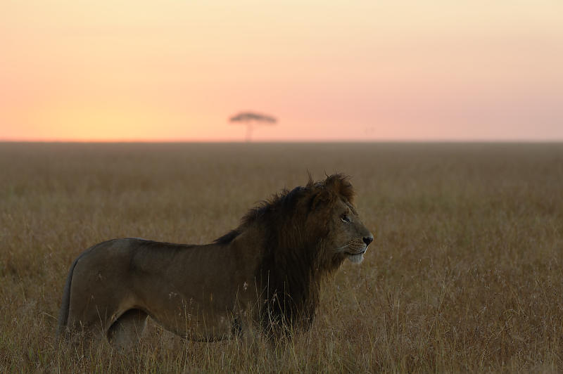 Prachtvoller Löwe im Sonnenaufgang.