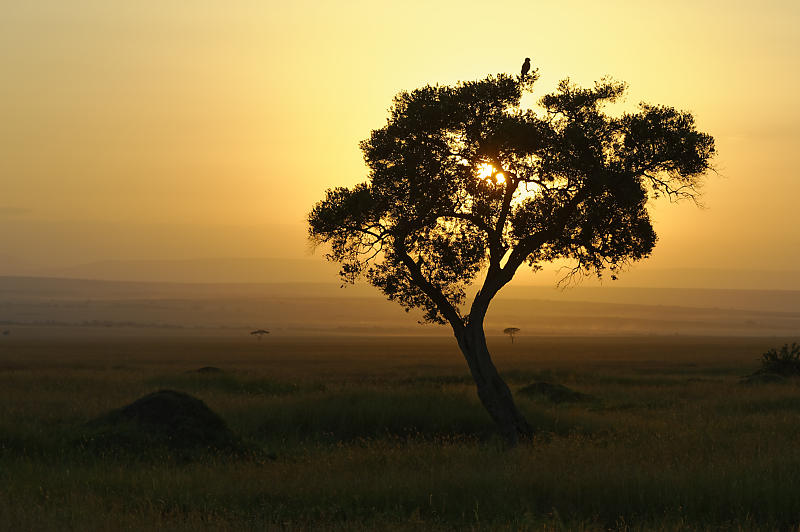 Sonnenaufgang in der Masai-Mara