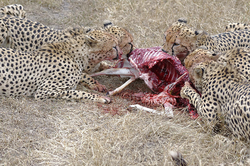 Die Thomson-Gazelle war innert wenigen Minuten gefressen.